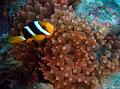 SIMILAN nov  2008 .PHOTO PHILIPPE (152)